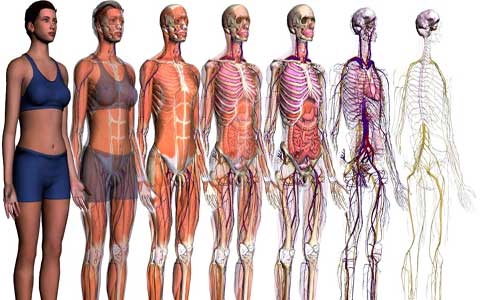 آشنایی با تعاریف و اصطلاحات تخصصی در فیزیولوژی ورزشی